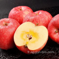 Sweet Red Big Fuji pomme en stock